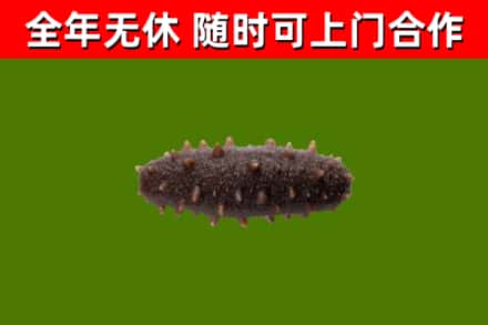 烈山区回收海参干
